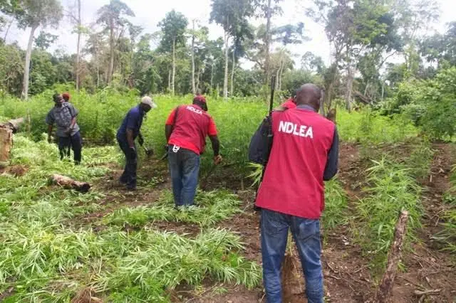 NDLEA Discovers Massive Hemp Farm, Arrests Hundreds in Ogun State