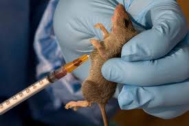 New Lassa Fever Outbreak in Edo: Stay Alert, Stay Safe!