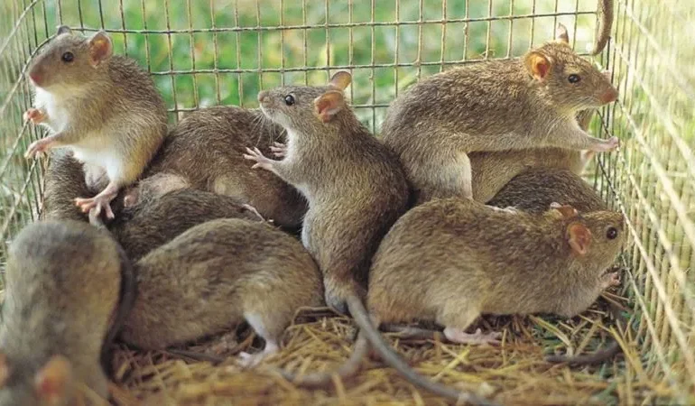 Edo Confirms 8 Deaths, 56 Cases of Lassa Fever